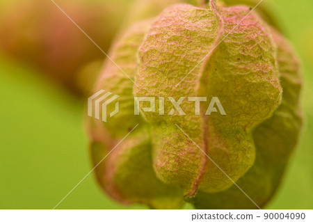 A plant that resembles a physalis A plant that resembles a physalis 90004090