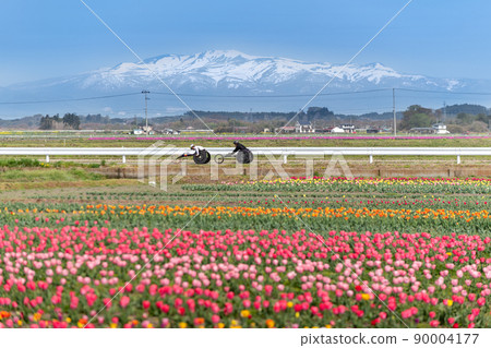 Wheelchair racer going through the tulip field and Mt. Kurikoma with the remaining snow Wheelchair racer going through the tulip field and Mt. Kurikoma with the remaining snow 90004177