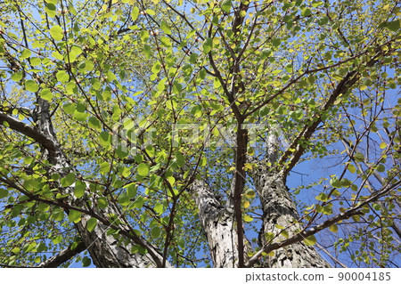A landscape with a large tree of wigs with blue sky and green shoots of leaves A landscape with a large tree of wigs with blue sky and green shoots of leaves 90004185