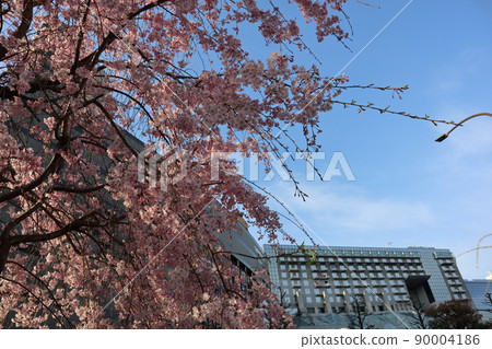 A view of the double cherry blossom trees and the station building with pink petals blooming in full bloom with the blue sky and thin clouds 90004186