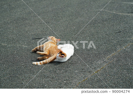 A cute tea tiger of a stray cat who becomes a good friend like a lover and a brother and sister of a calico cat 90004274