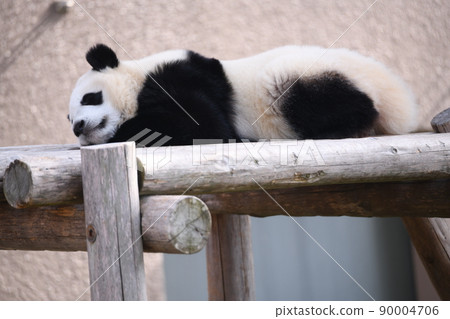 A child panda in a nap A child panda in a nap 90004706