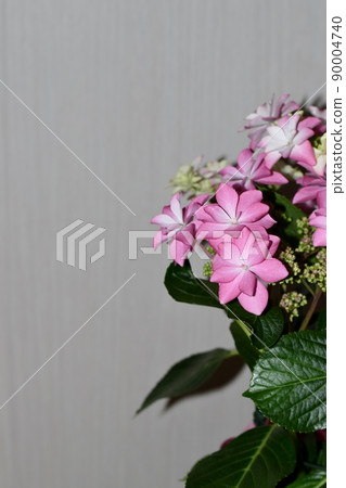 Hydrangea of pink color 90004740