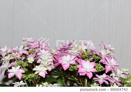 Hydrangea of pink color 90004742