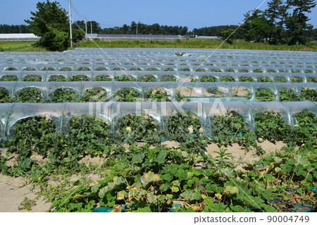 Melon cultivation Shonai sand dune Melon cultivation Shonai sand dune 90004749