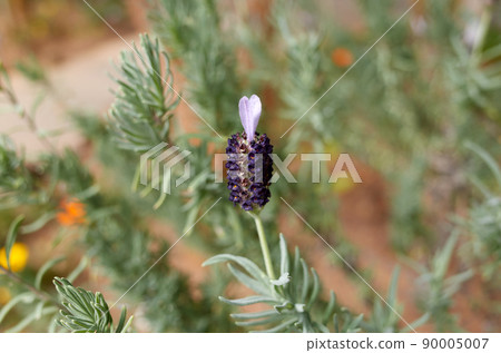 Lavender flowers bloomed in the park. 90005007