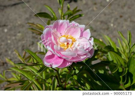 Peony pale pink semi-double flower 90005173