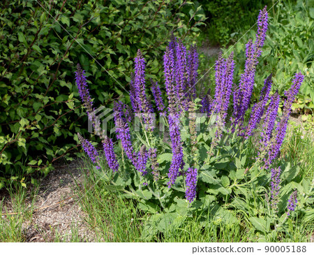 Salvia sylvestris or wood sage purple blue flowers 90005188