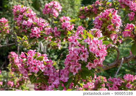 Weigela japonica flowering shrub covered with flowers 90005189