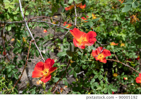 Rosa foetida var bicolor or austrian copper rose orange flowers 90005192