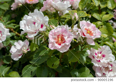 Rose peachy pink with red eyes flowers closeup 90005196