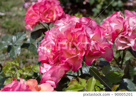 Shrub rose multicolored pink flowers Shrub rose multicolored pink flowers 90005201