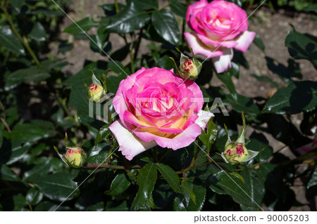 Rose white with bright pink edging flowers Rose white with bright pink edging flowers 90005203