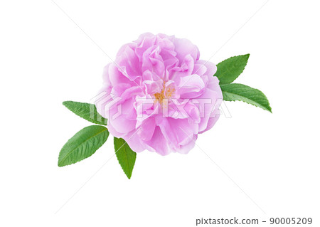Old fashioned pale pink rose flower isolated on white. 90005209
