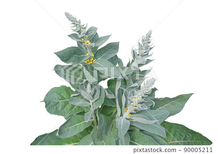 Verbascum or mullein plant with yellow flowers isolated on white Verbascum or mullein plant with yellow flowers isolated on white 90005211