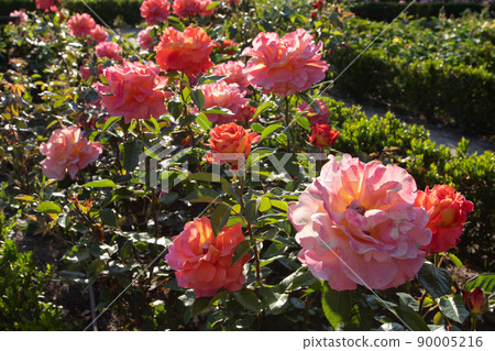 Bright orange rose flowers at the sunset. Bright orange rose flowers at the sunset. 90005216