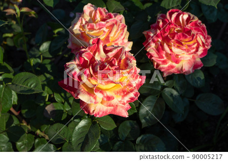 Three bright orange rose flowers at the sunset. Three bright orange rose flowers at the sunset. 90005217