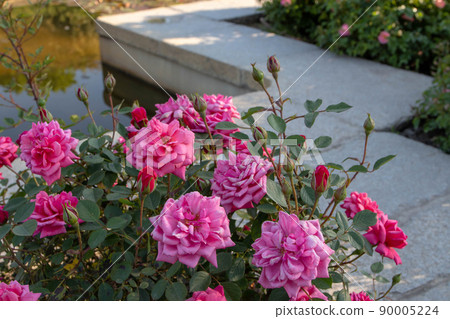Dark pink shrub rose flowers and buds. 90005224