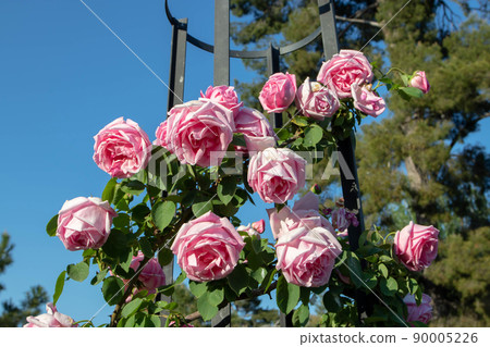 Pale pink old fashioned climbing rose flowers Pale pink old fashioned climbing rose flowers 90005226