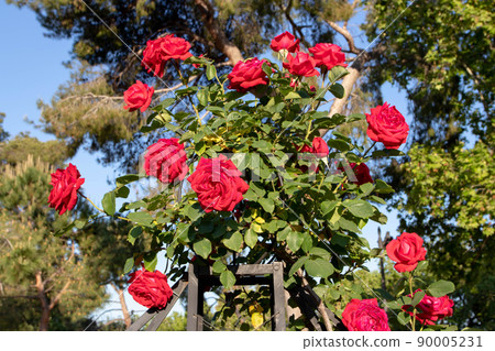 Bright red climbing rose flowers Bright red climbing rose flowers 90005231
