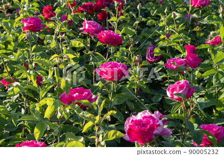 Bright magenta rose flowers at the sunset. Bright magenta rose flowers at the sunset. 90005232