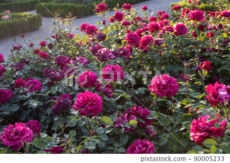Dark magenta rose flowers at the sunset. Dark magenta rose flowers at the sunset. 90005233