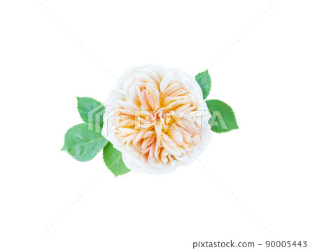 Yellow white rose flower isolated on white. Yellow white rose flower isolated on white. 90005443