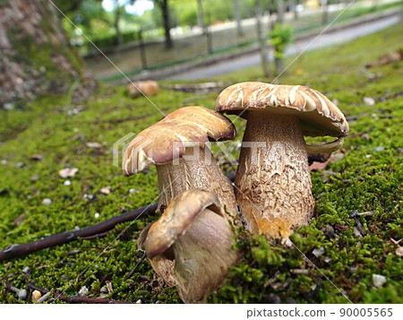 Ecological photograph of Boletus reticulatus 90005565