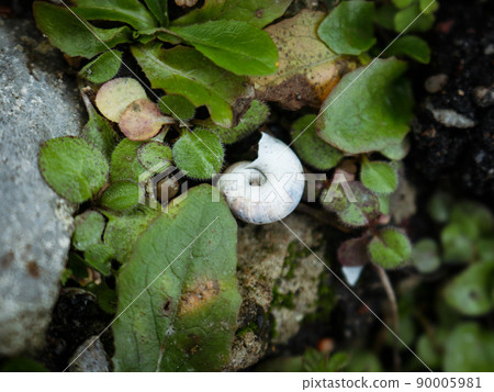 White right-coiled, globular snail shell illuminated by soft sunlight laying upside down in greenery near grey stone 90005981