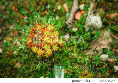 Close up beautiful yellow moss section on green textiured moss background macro with sunlight Close up beautiful yellow moss section on green textiured moss background macro with sunlight 90005987