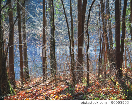 Autumn forest tree trunks in bright yellow and green colors with blue mist Autumn forest tree trunks in bright yellow and green colors with blue mist 90005993
