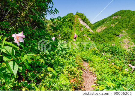 山徑和百合 90006205