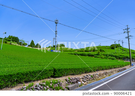 Tea plantations in Higashiyama, Kakegawa City, Shizuoka Prefecture Tea plantations in Higashiyama, Kakegawa City, Shizuoka Prefecture 90006421