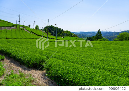 Tea plantations in Higashiyama, Kakegawa City, Shizuoka Prefecture Tea plantations in Higashiyama, Kakegawa City, Shizuoka Prefecture 90006422