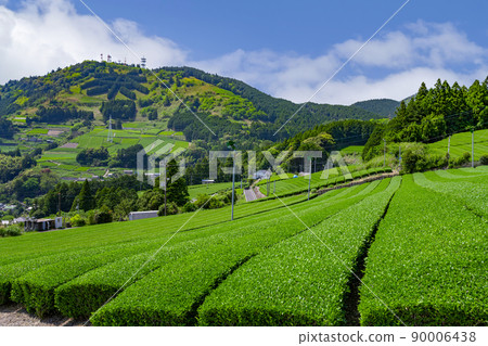 Tea plantations in Higashiyama, Kakegawa City, Shizuoka Prefecture Tea plantations in Higashiyama, Kakegawa City, Shizuoka Prefecture 90006438