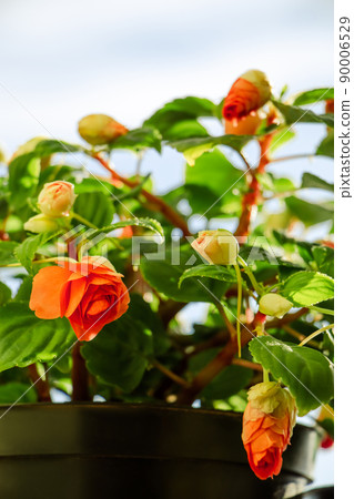 Red impatiens flowers close up. Colorful buds in garden. Green flowering home plant Red impatiens flowers close up. Colorful buds in garden. Green flowering home plant 90006529