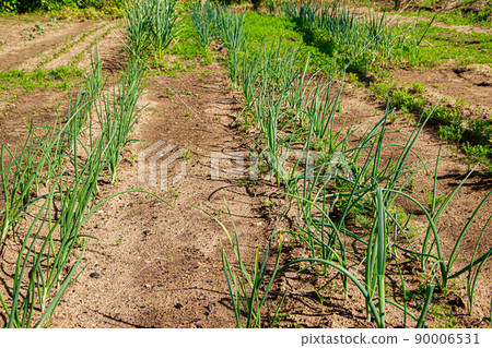 First greens grow in the garden in spring. Gardening and growing farm vegetables. Rural life. 90006531