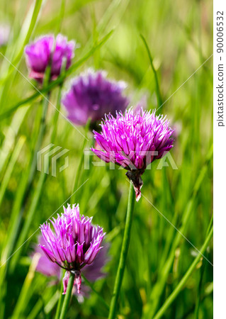 Violet wild onion Allium flowers in the sun. Blooming wild spring plants. Gardening and floriculture. 90006532