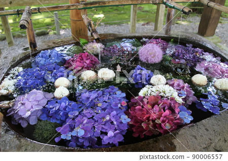繡球花和雨季花 90006557
