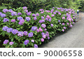 Hydrangea and rainy season flowers 90006558