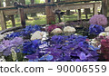 Hydrangea and rainy season flowers 90006559