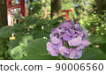 Hydrangea and rainy season flowers 90006560