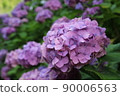 hydrangea   90006563