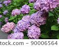 hydrangea   90006564