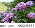 hydrangea   90006565