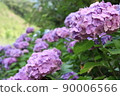 hydrangea   90006566