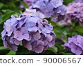 hydrangea   90006567
