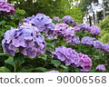 hydrangea   90006568