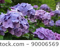 hydrangea   90006569
