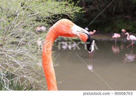 火烈鳥美國火烈鳥面朝上 90006763